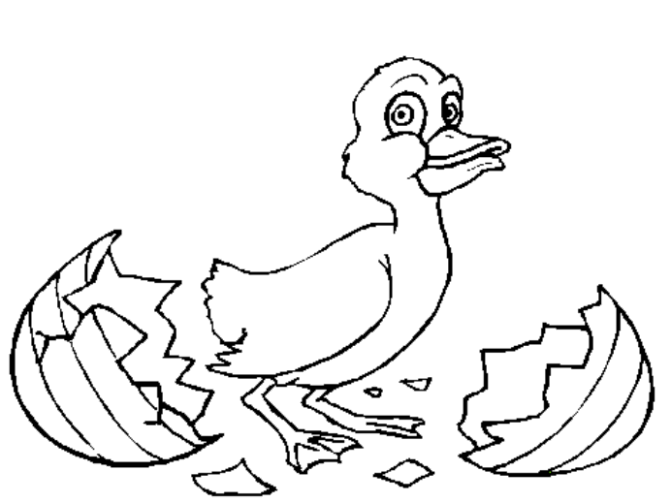 This Duck has Hatched!