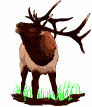 Elk