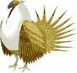 Grouse