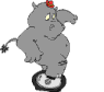 Hippo on Unicycle