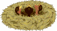 Bird's Nest
