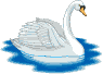 Swan