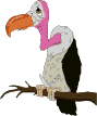 Vulture