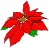 Poinsettia