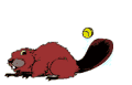 Beavers work hard.