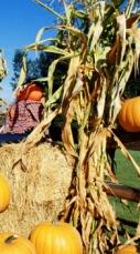 cornstalks