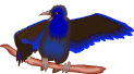The Hopeless Crow,crows!
