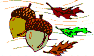 Acorns and Leaves