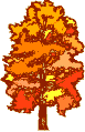 Fall Colored Tree