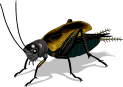 A Cricket