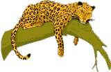 leopard on branch