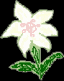 Lily an Easter Flower