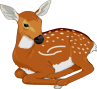 A Fawn