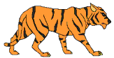 Tiger on the Prowl