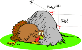 This Turkey is in Hiding!