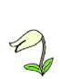 Easter Lily growing.