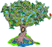 Great Mann Elder Tree